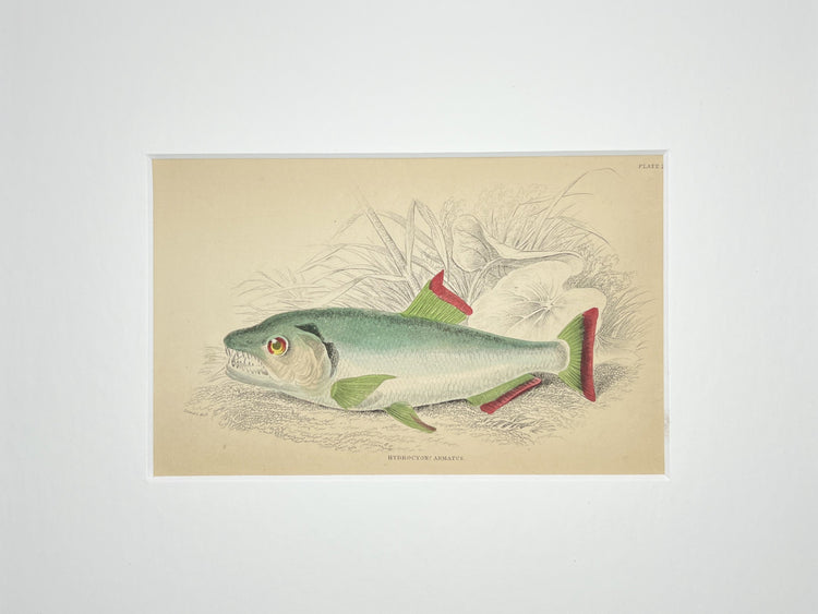 Fishes of British Guiana Part I