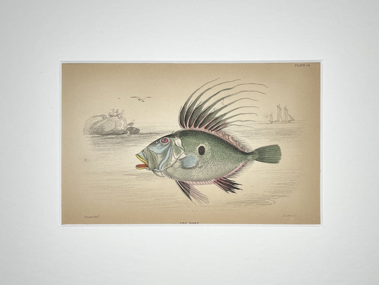 British Fishes Part 1