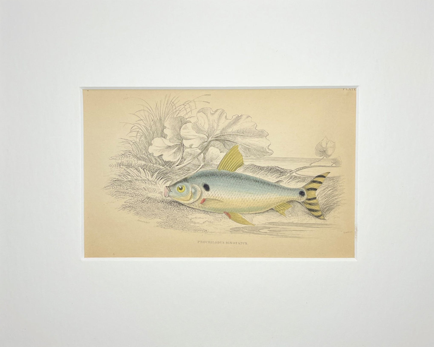 Prochilodus Binotatus