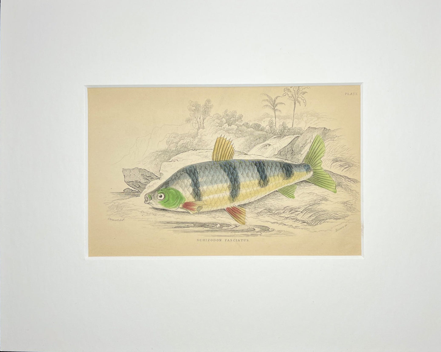 Fasciated Headstander.