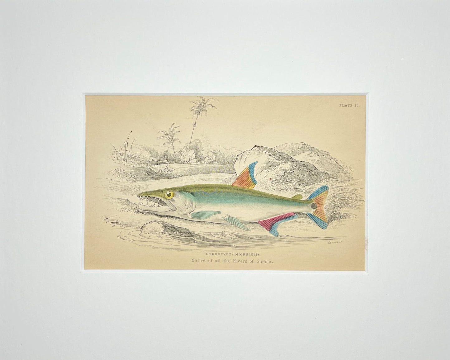 Pike Characin
