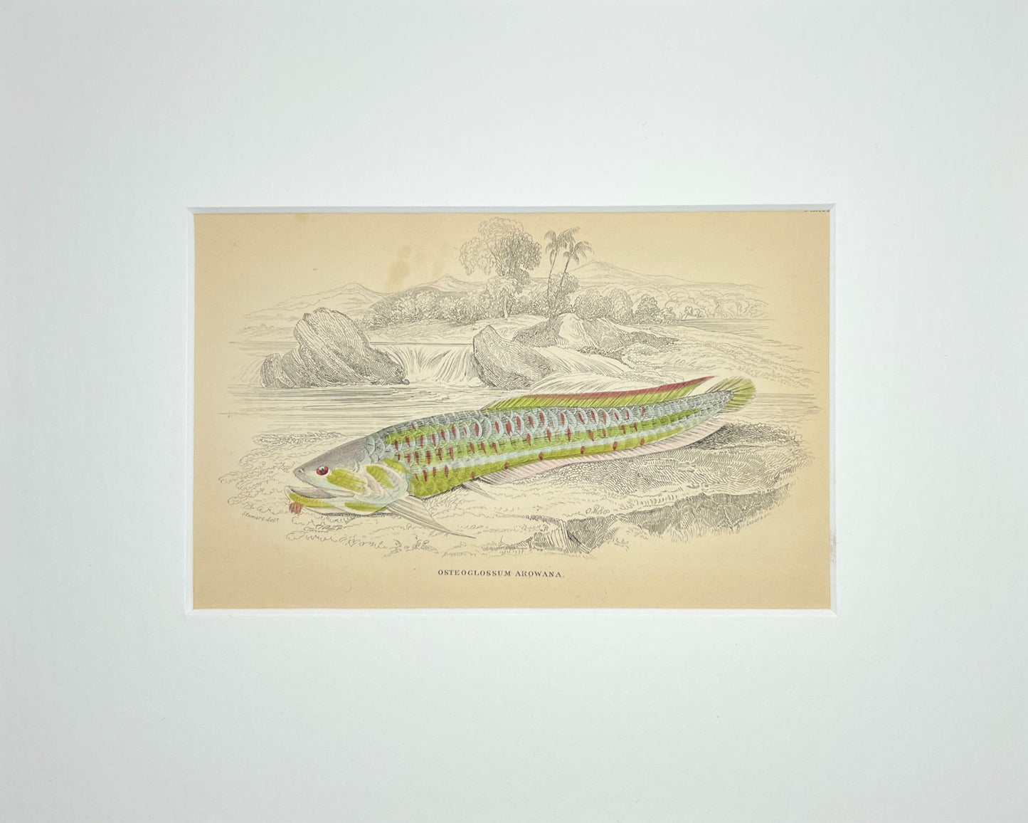 Silver Arowana