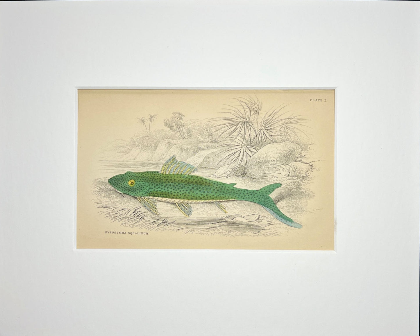 Red Fin Thresher Pleco