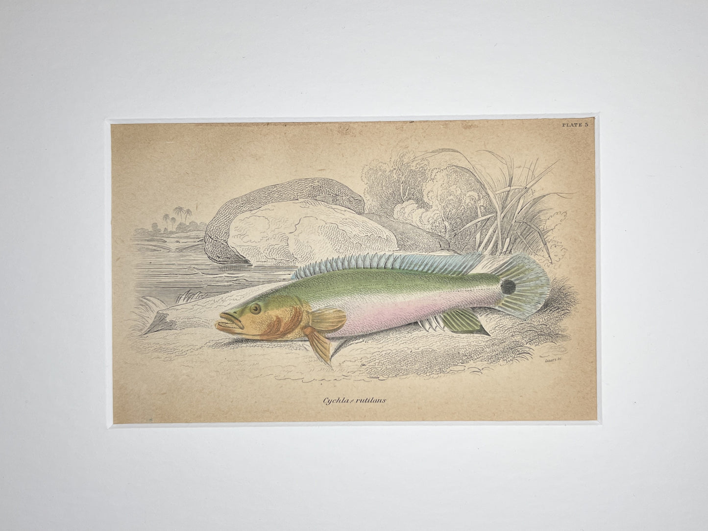 Atabo Red Pike Cichlid