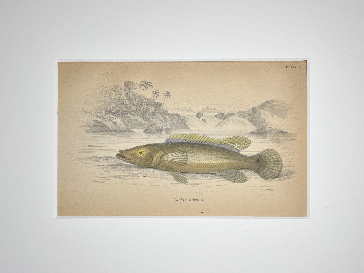 Dark-marked Centrarchus