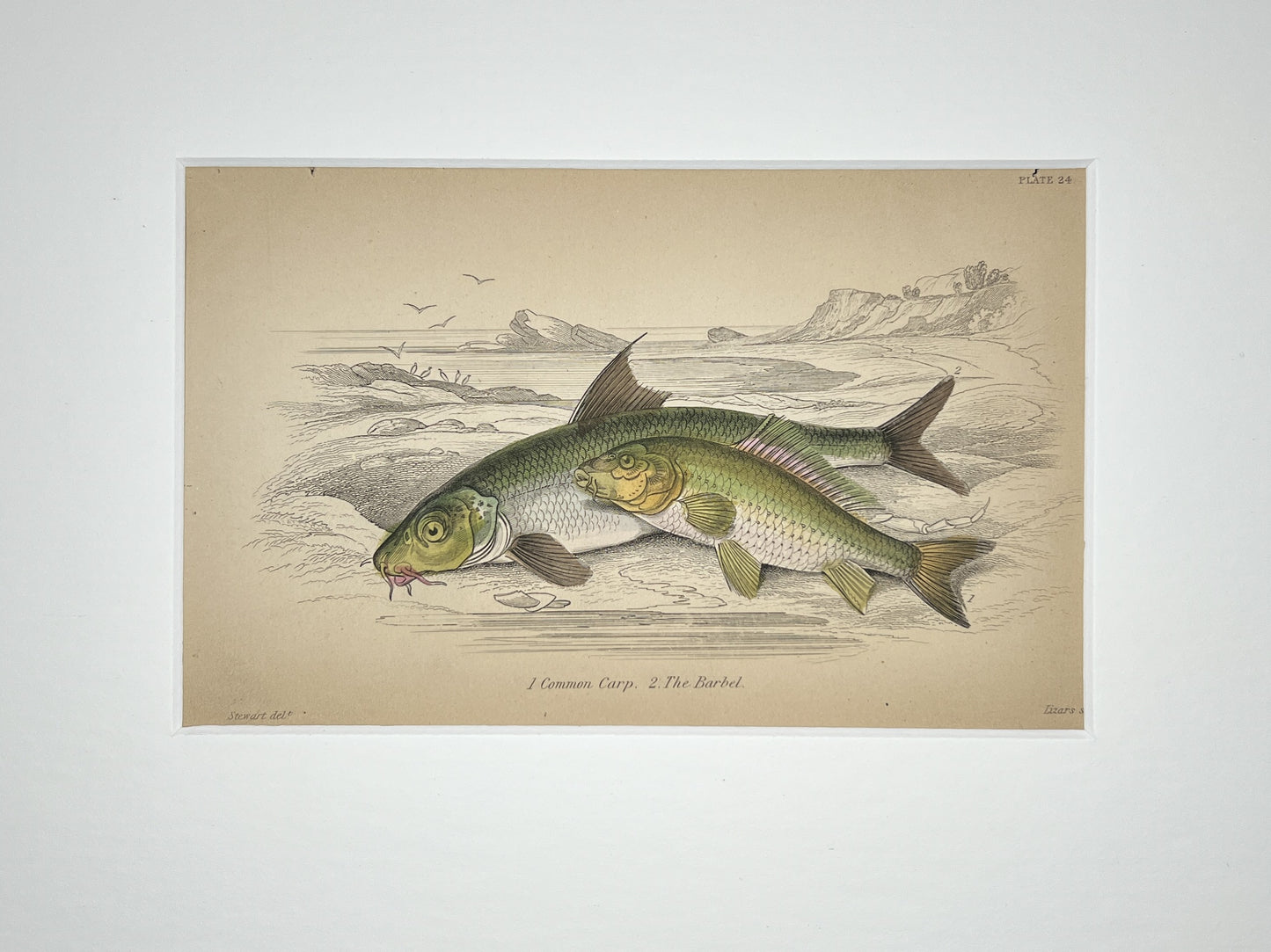 Common Carp and Bream