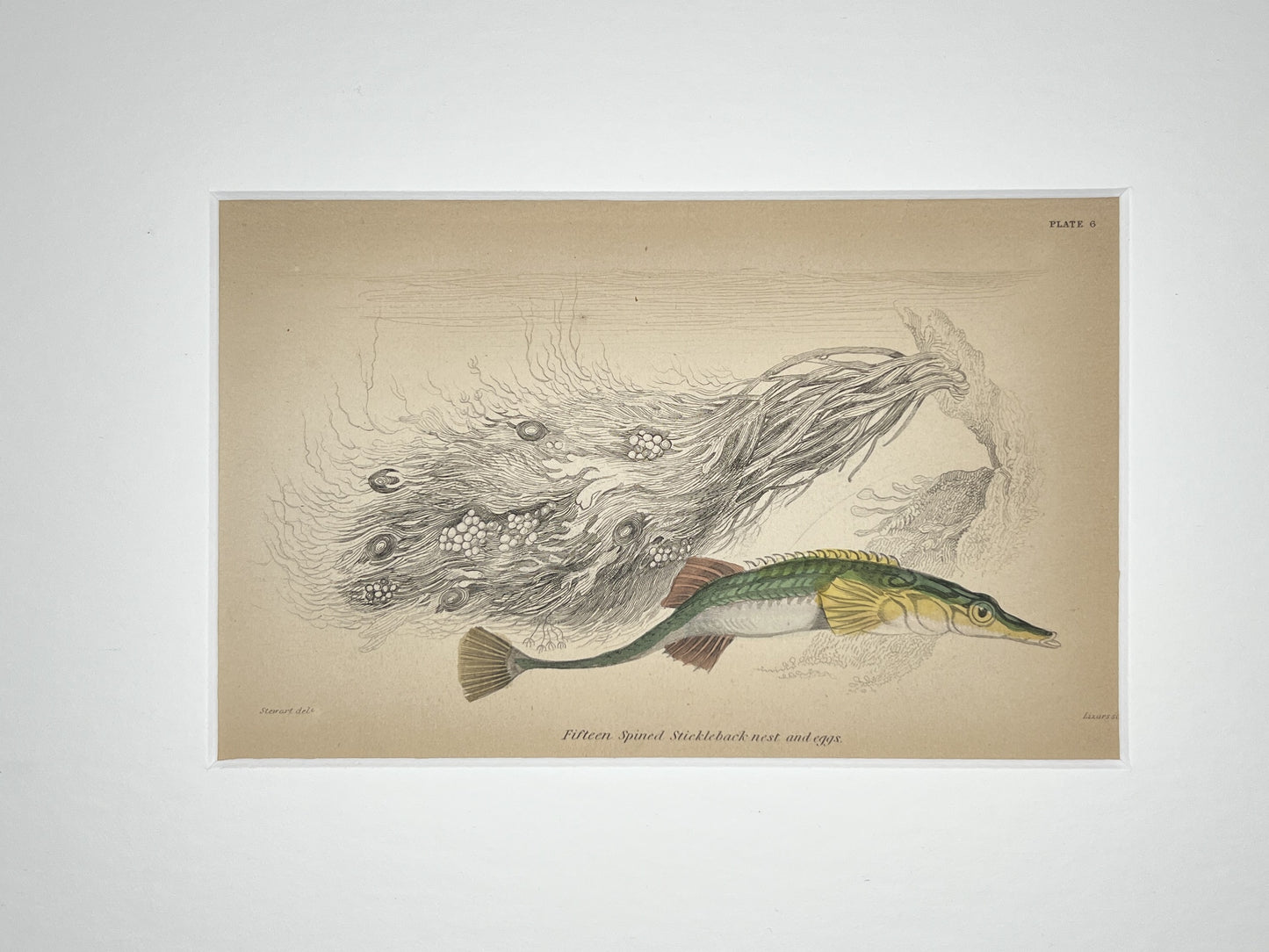 Fifteen Spined Stickleback