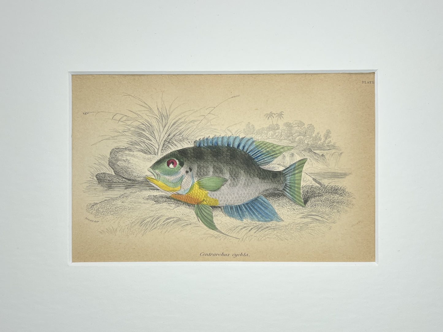 Flier Cichlid