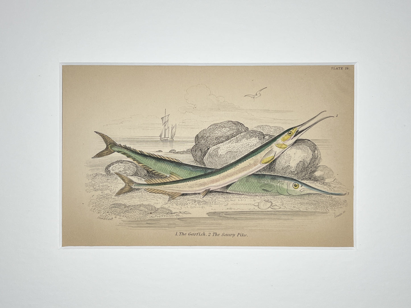 Garfish and Saury Pike
