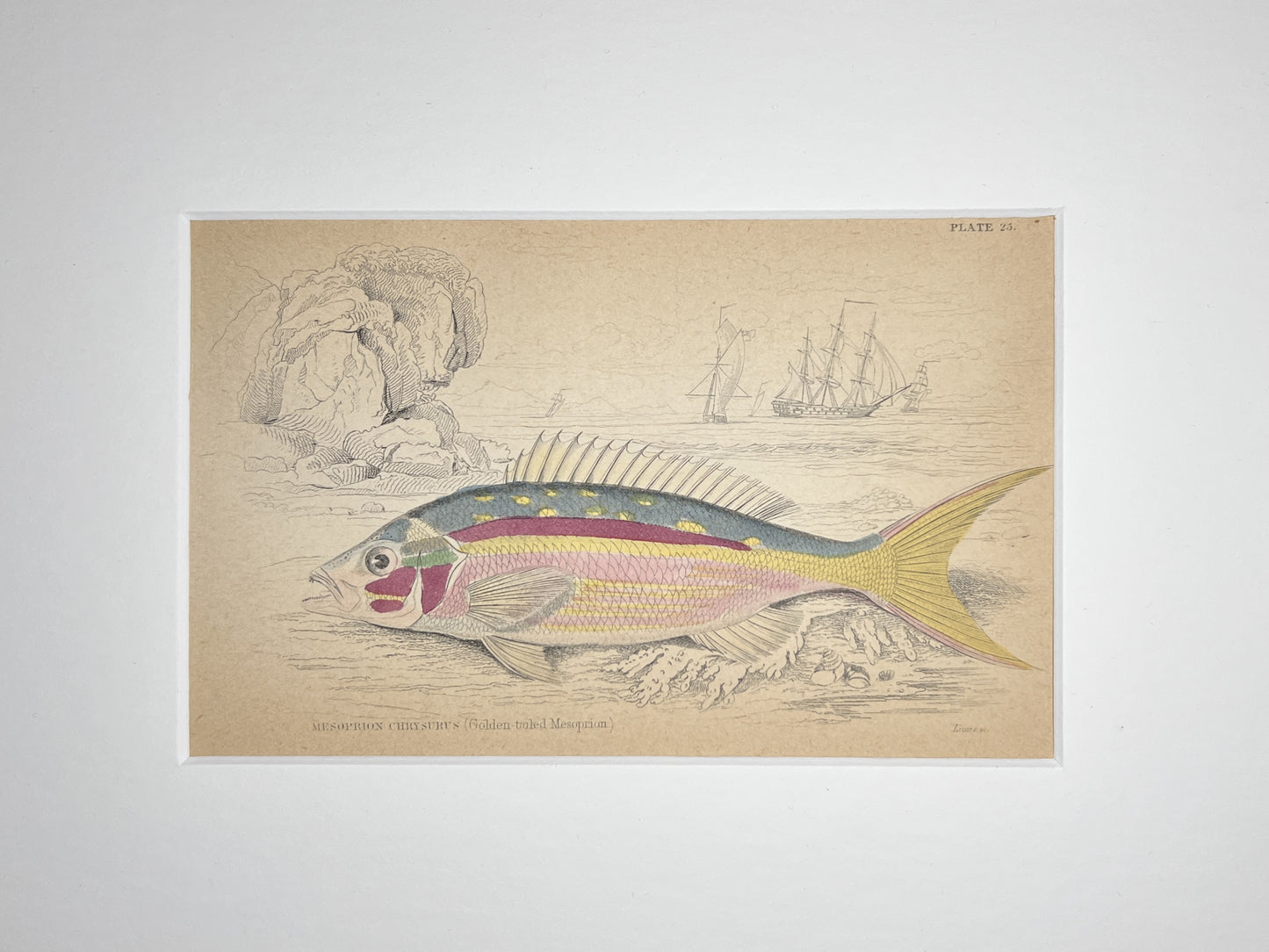 Golden-tailed Mesoprion