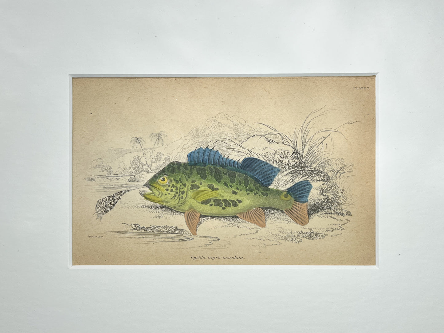 Imperial Peacock Bass