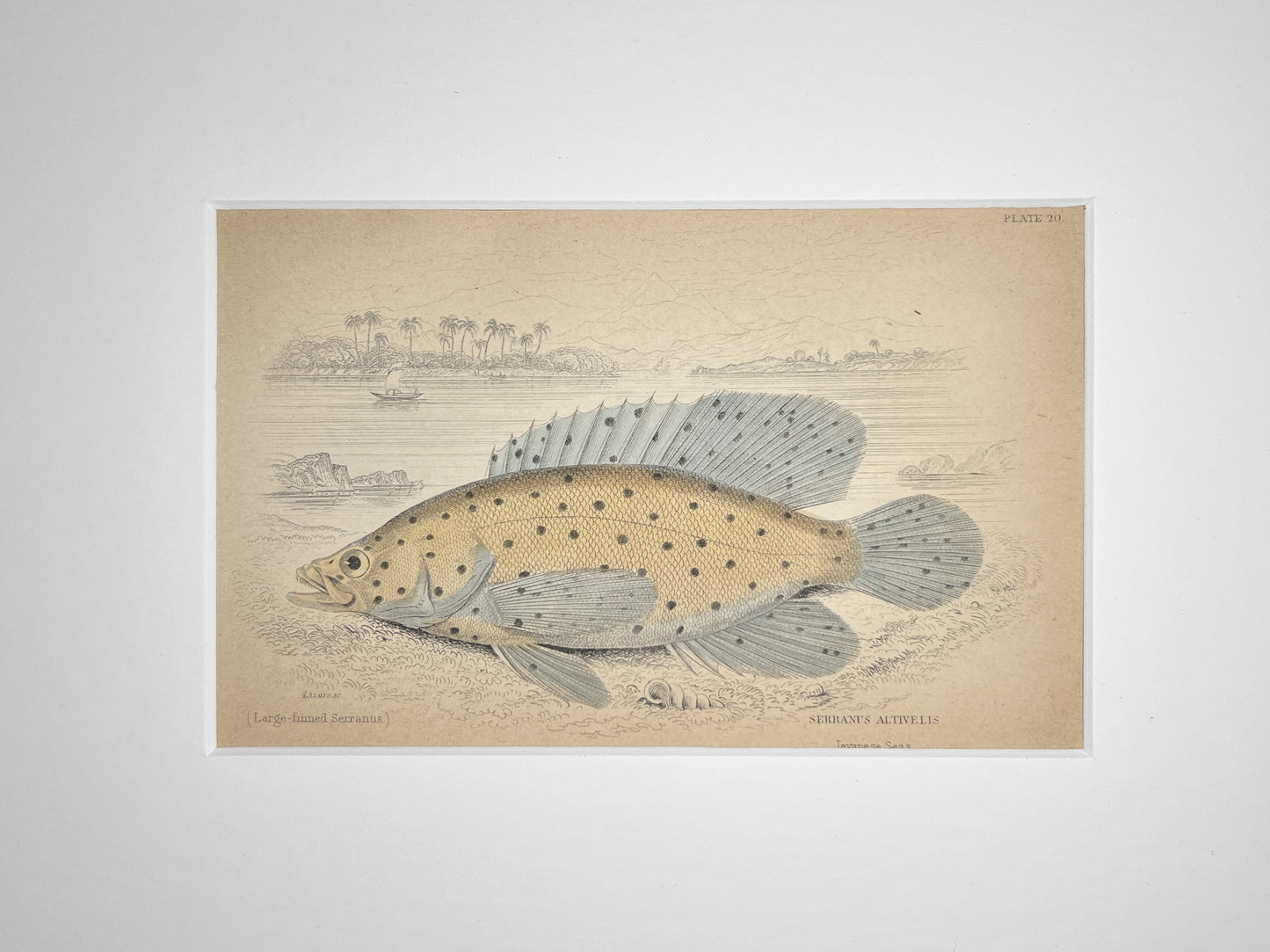 Large-finned Serranus