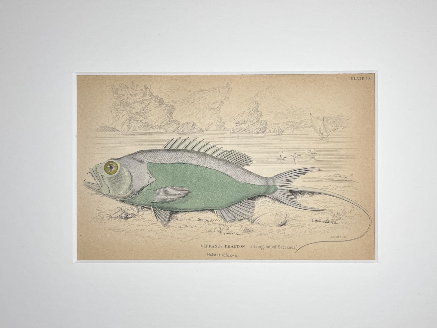 Long-tailed Serannus