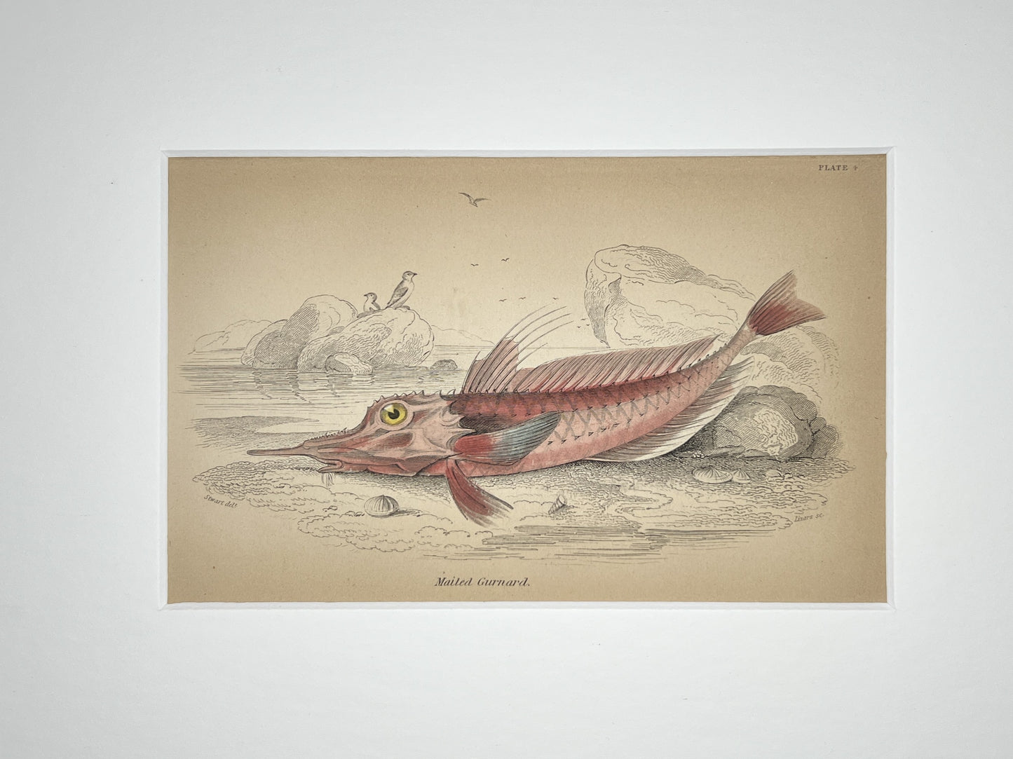 Mailed Gurnard