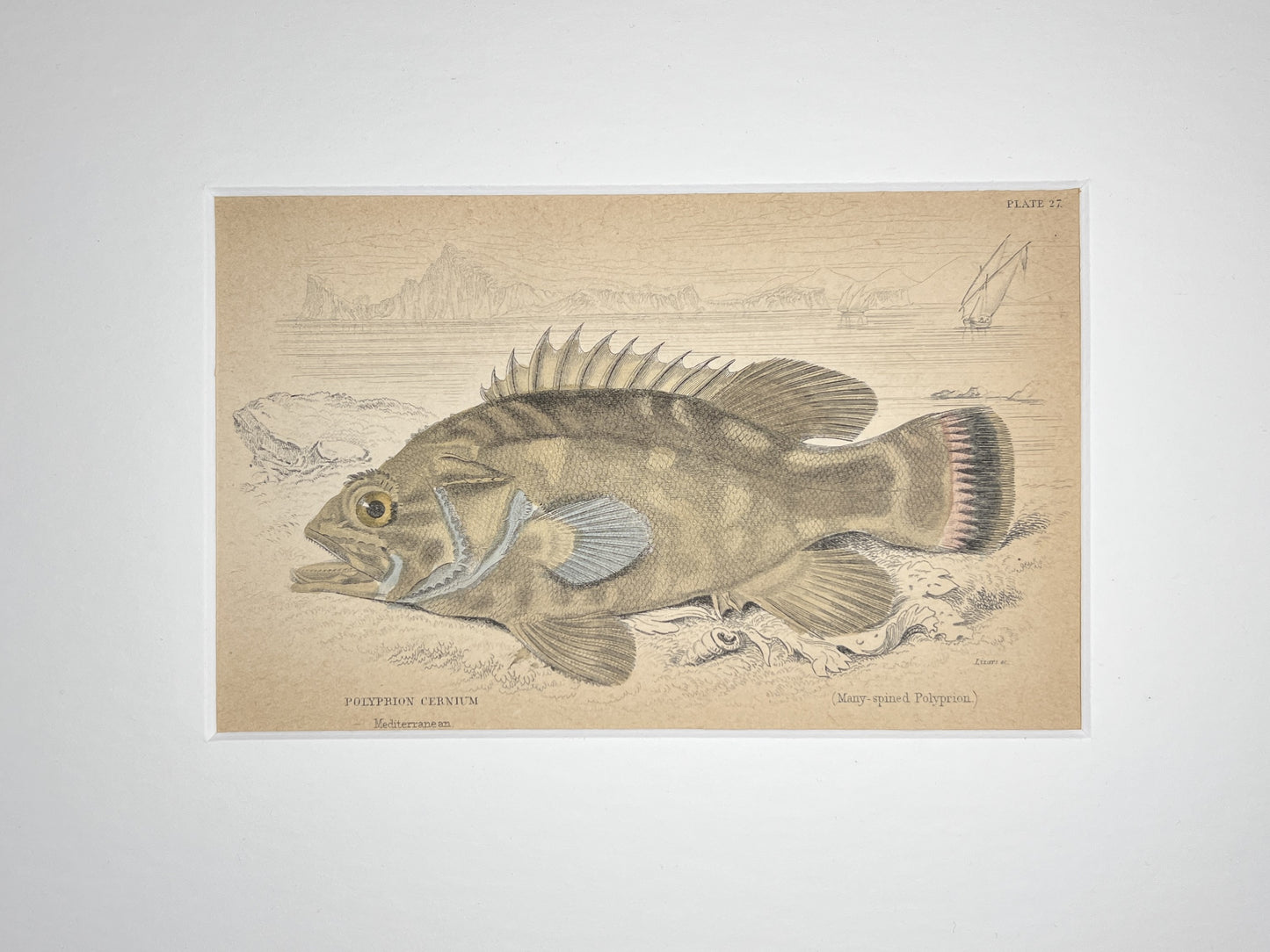 Many-spined Polyprion