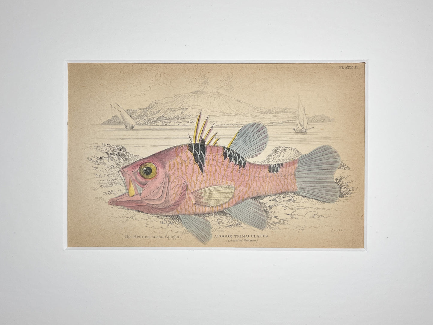 Mediterranean Apogon