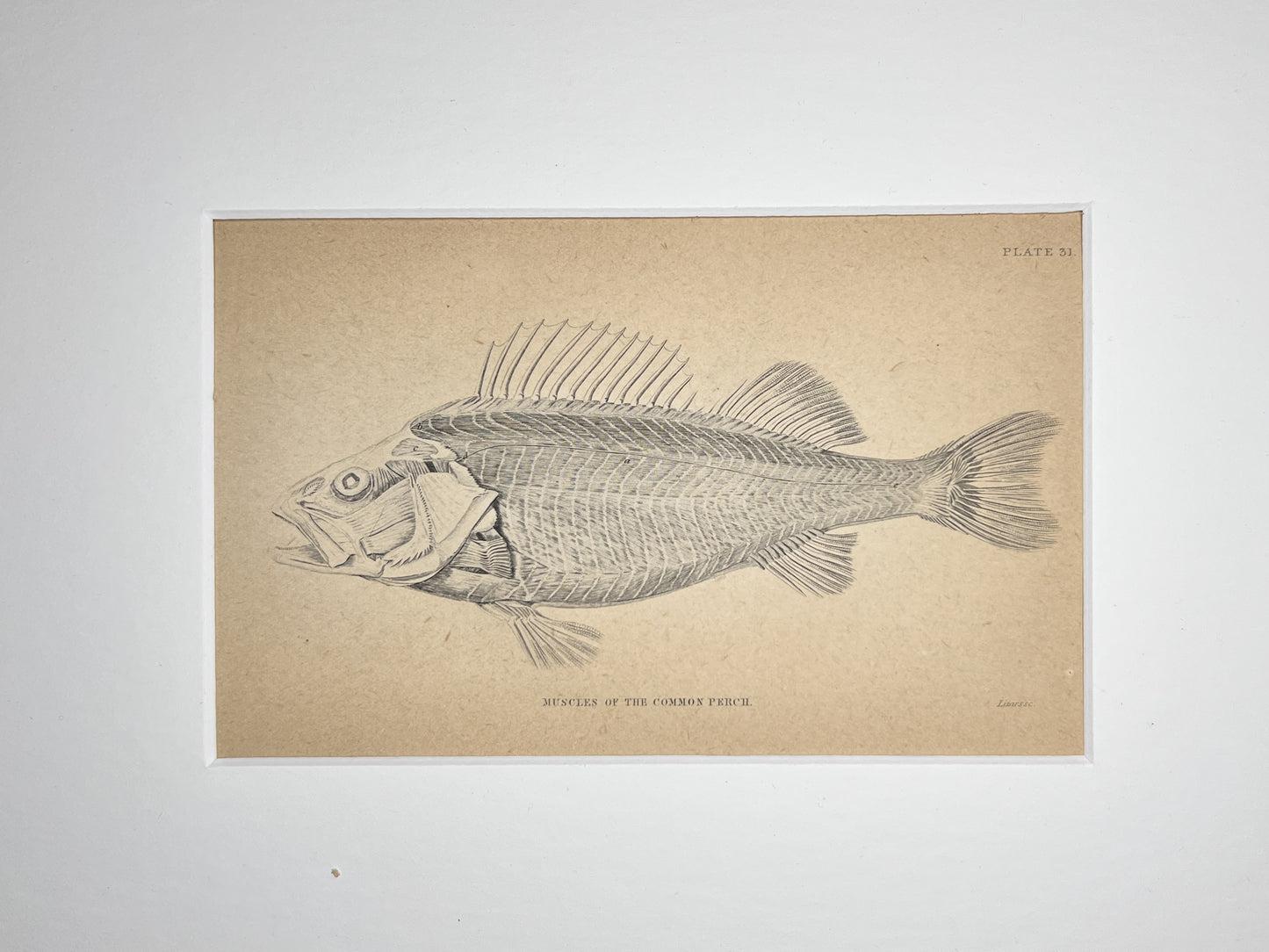 Muscles of the Common Perch