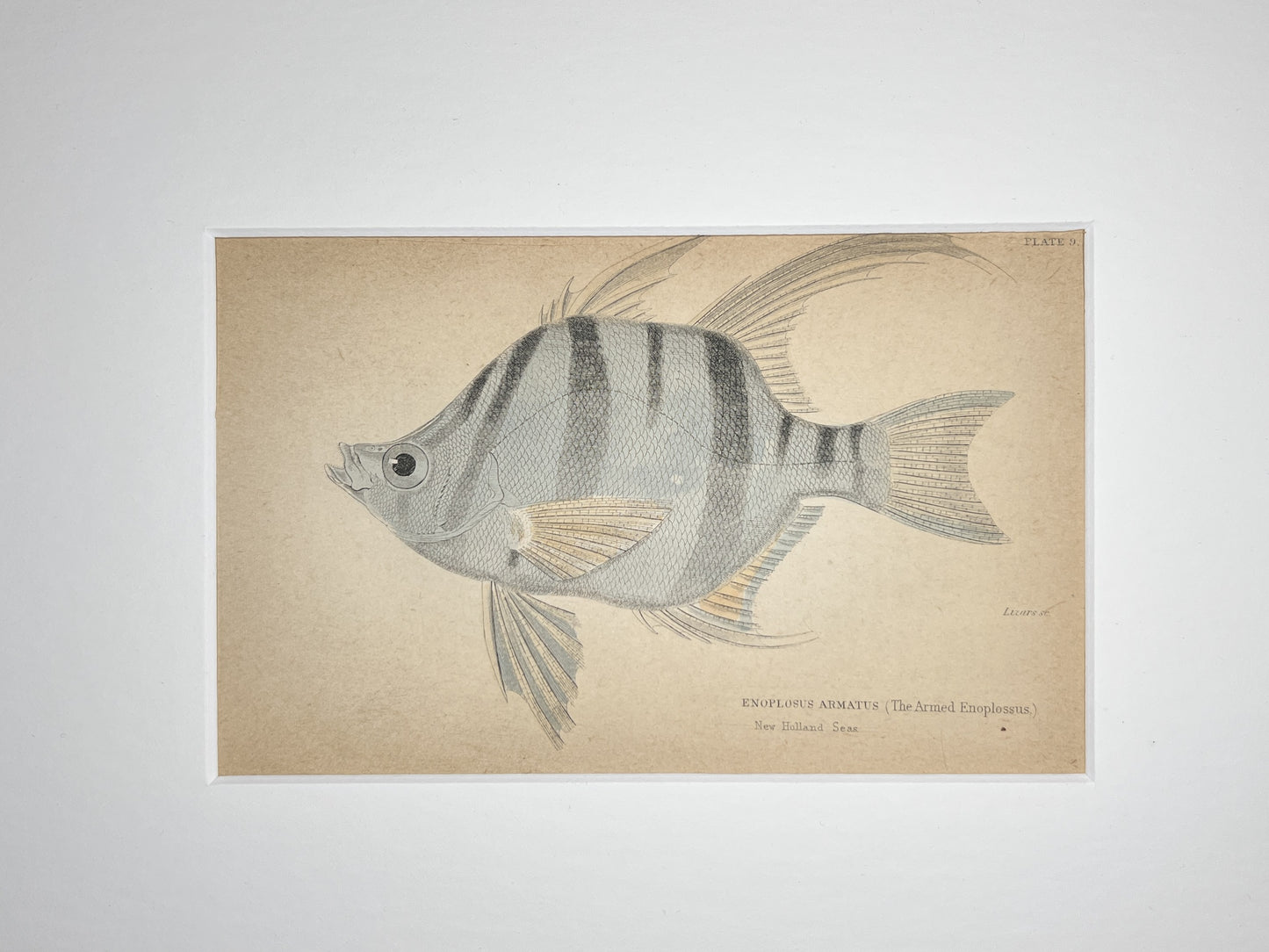 The Armed Enoplossus