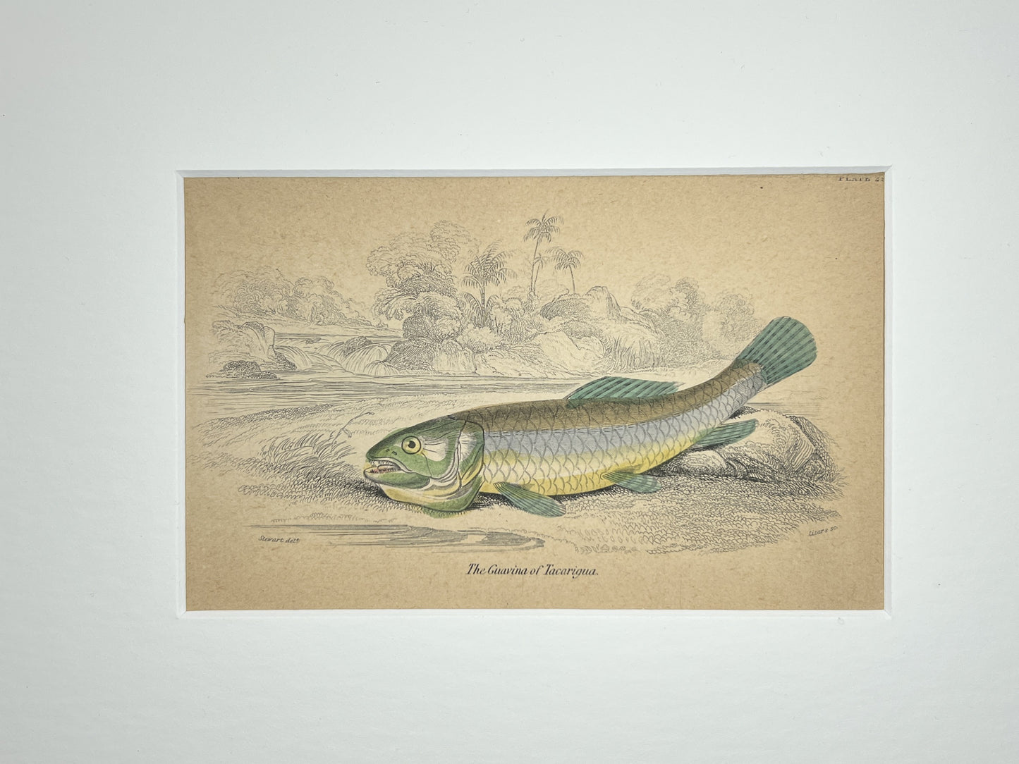 The Guavina of Tacarigua