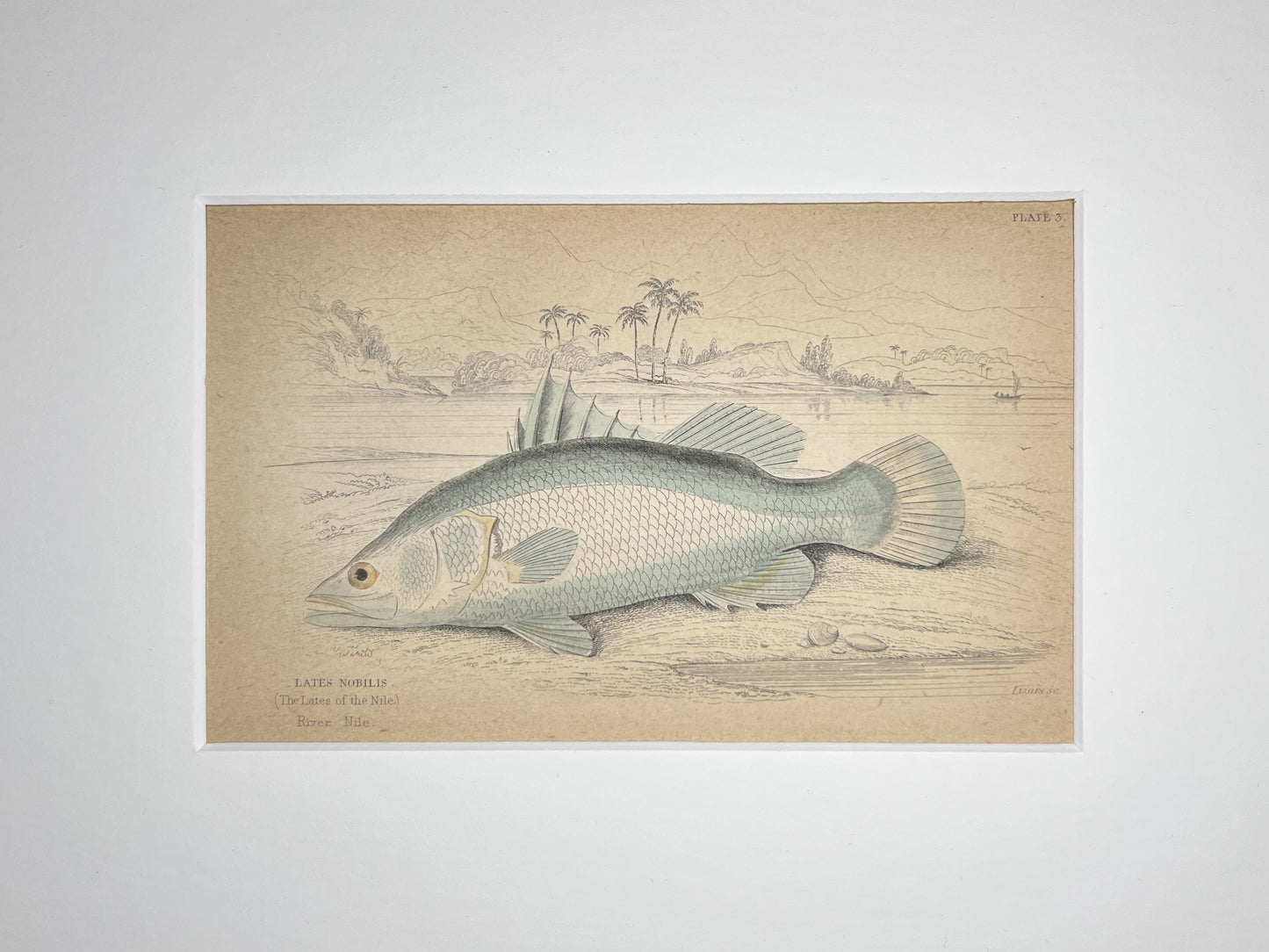 The Lates of the Nile