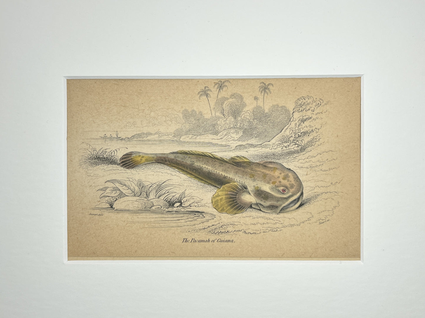 The Pacamah of Guiana