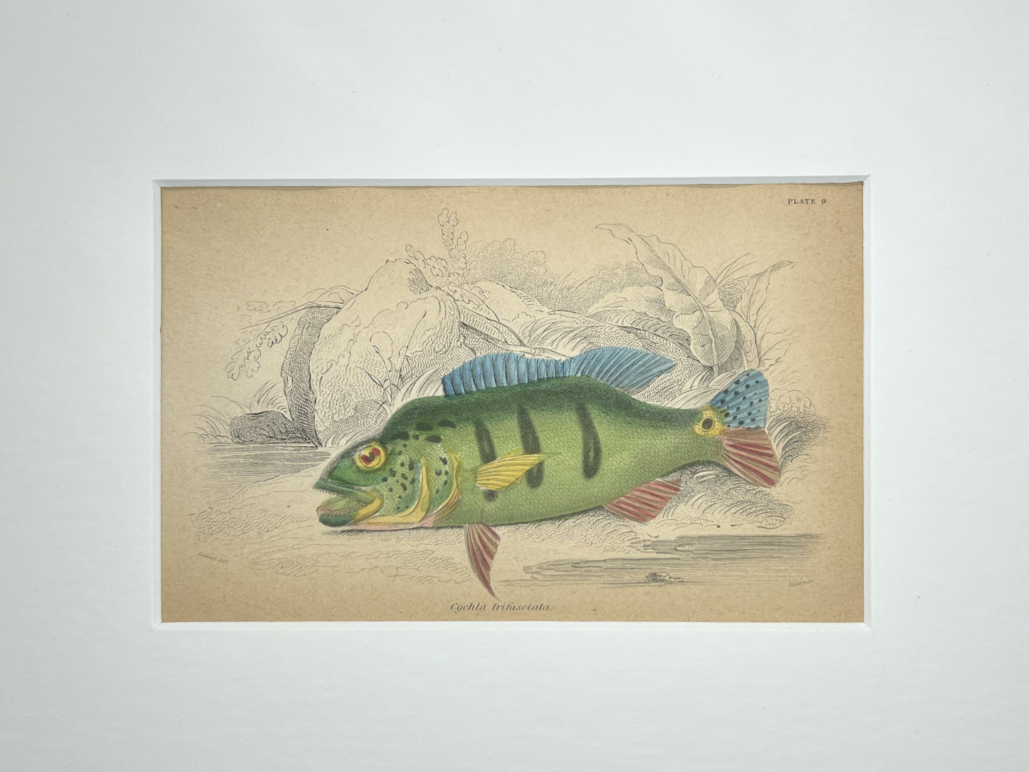 Three Barred Peacock Bass