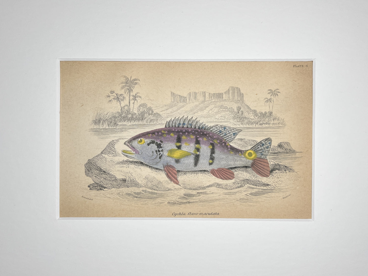 Speckled Peacock Bass