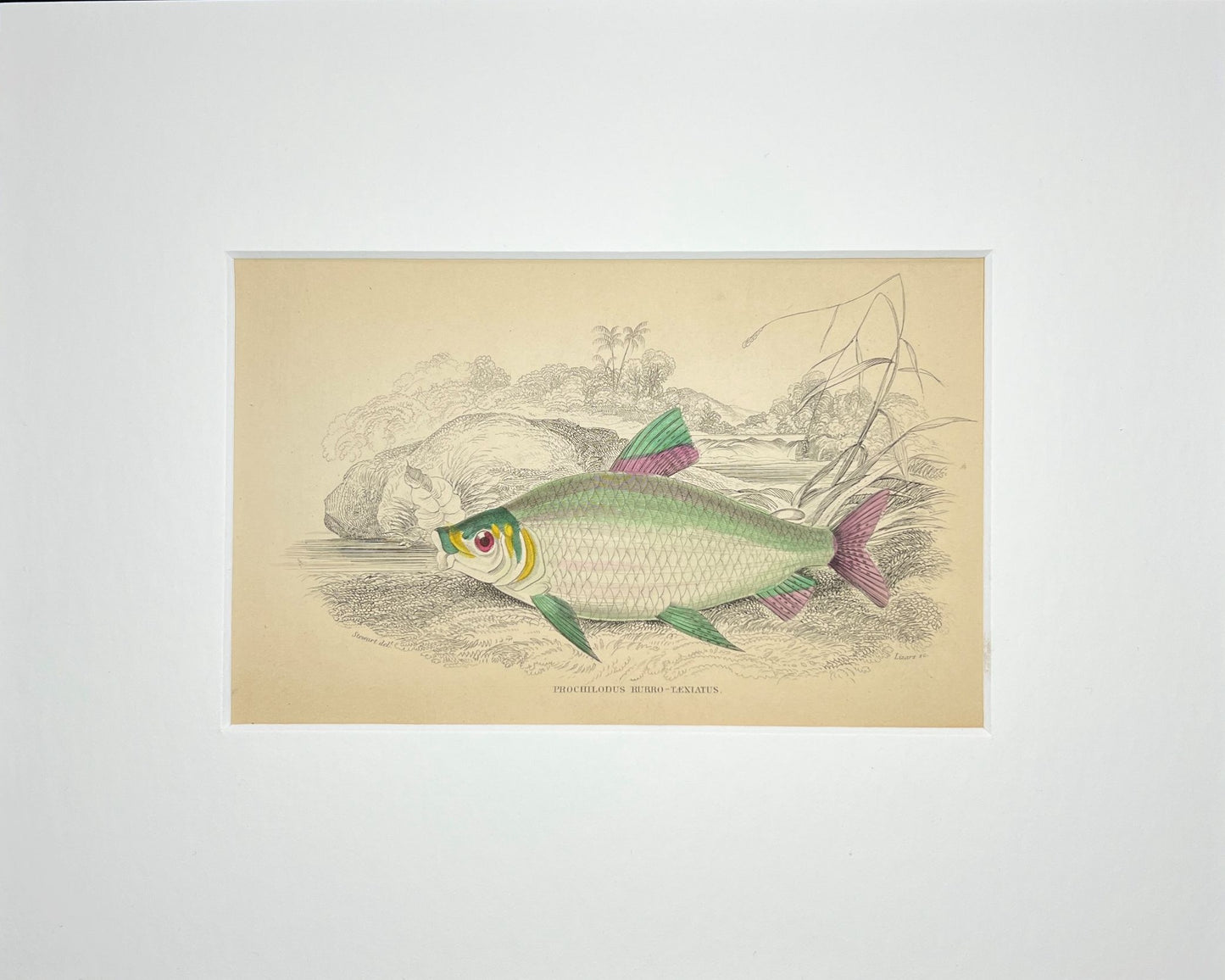 Red-banded Prochilodus
