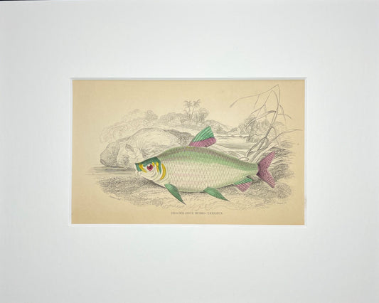 Red-banded Prochilodus