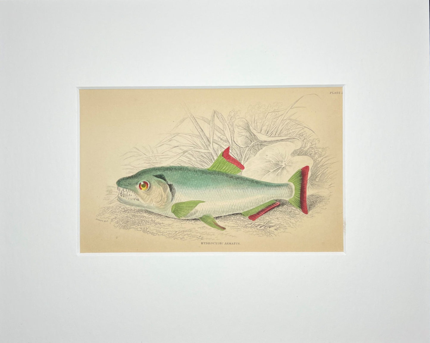 Vampire Fish