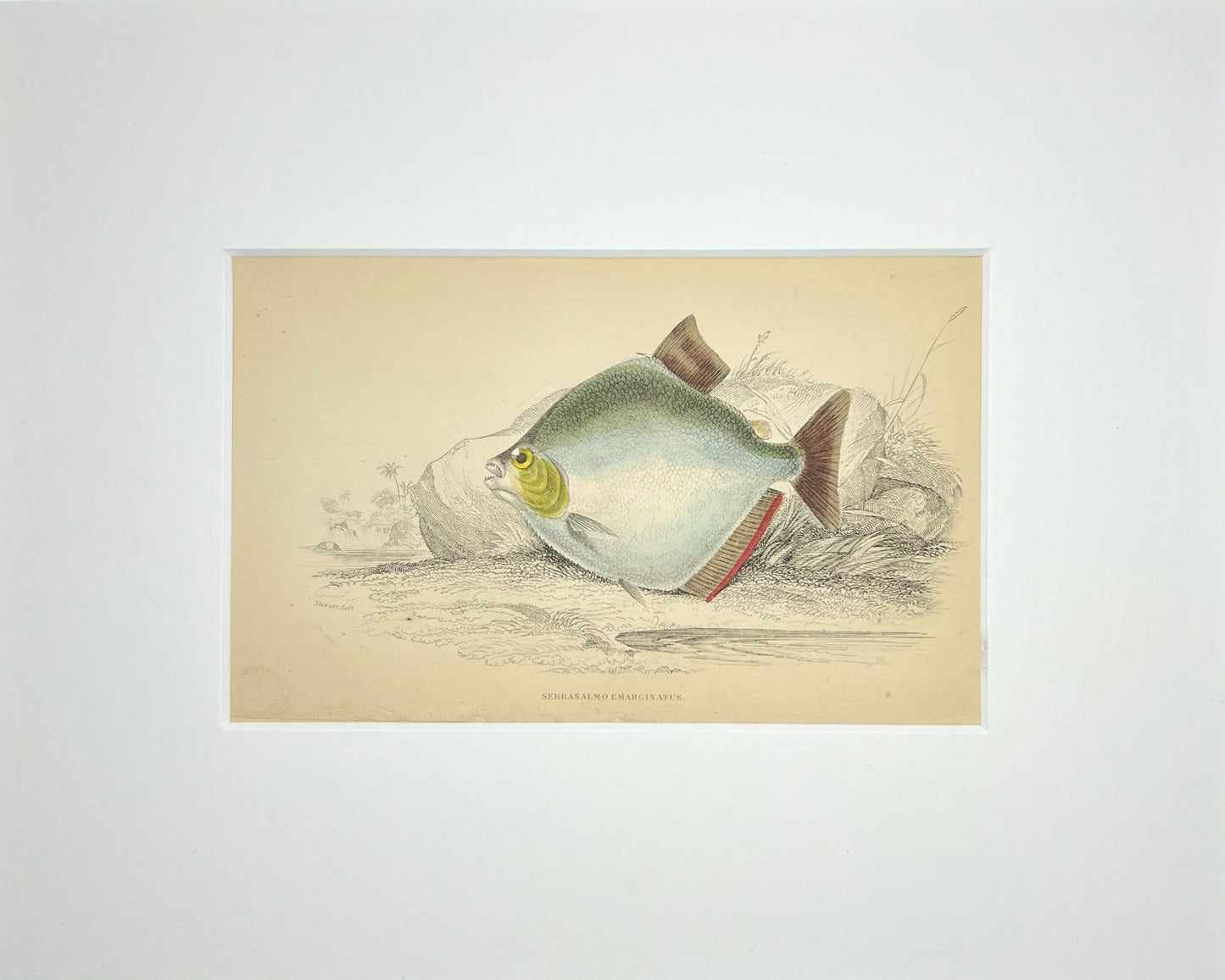 Emarginated Piranha