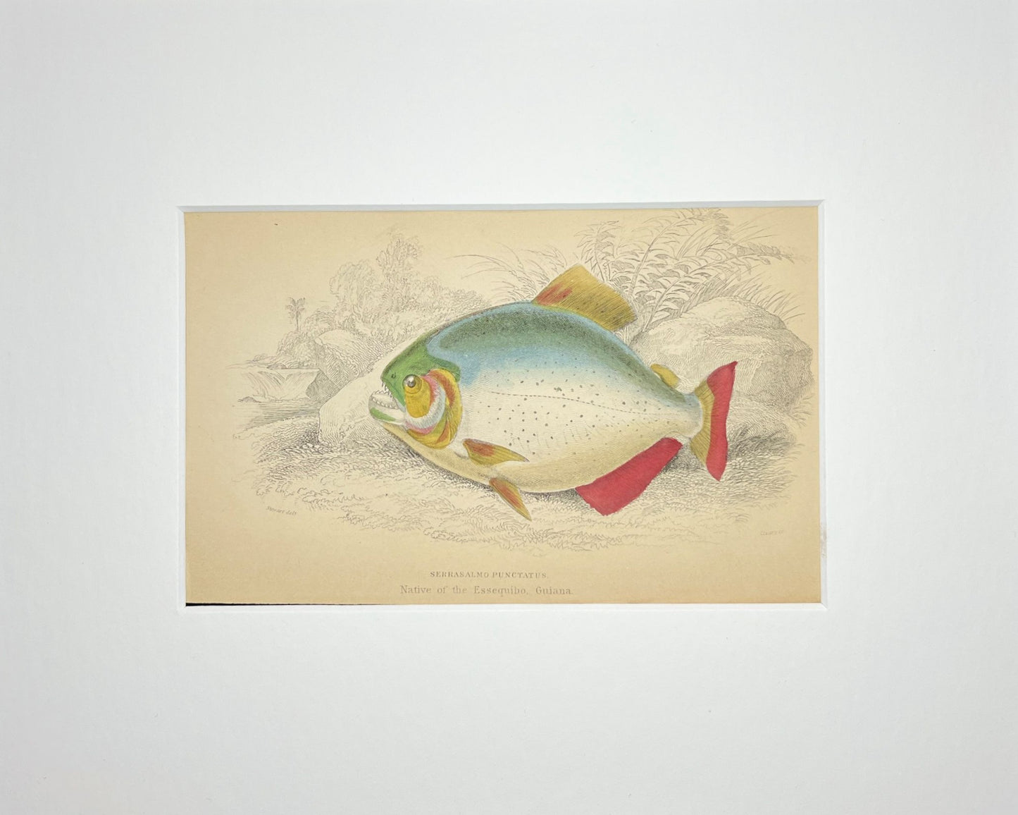 Spotted Piranha