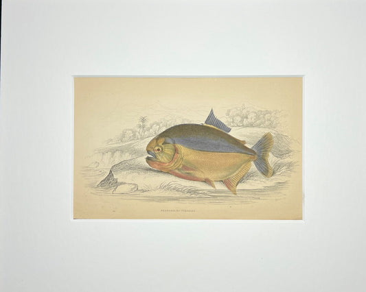 Serrasalmo Piranha