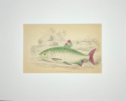 Pinktail Characin