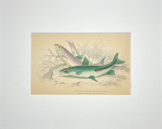 Pinktail Chalceus
