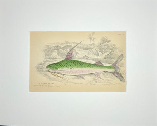 Lince Catfish