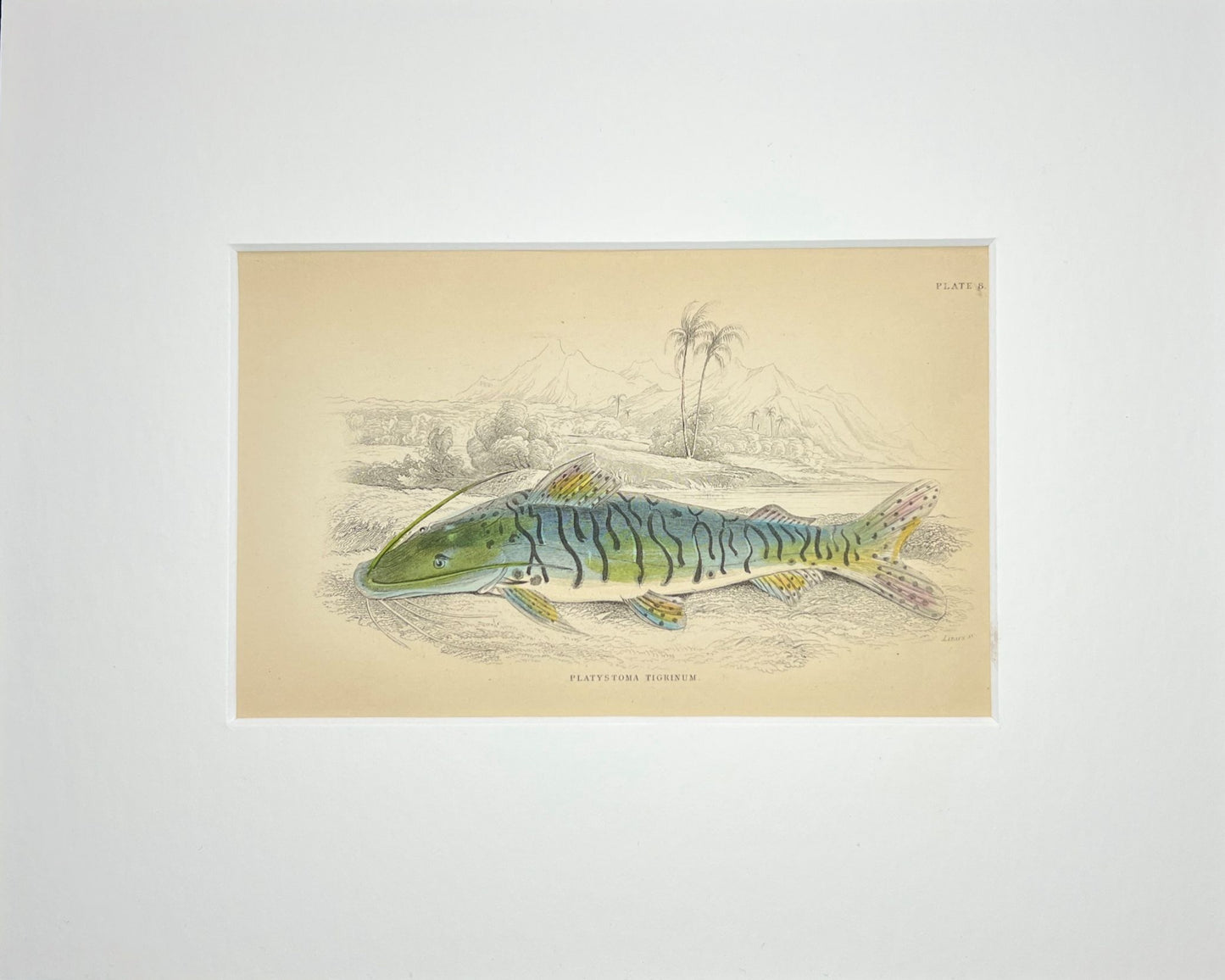 Tiger Shovelnose Catfish