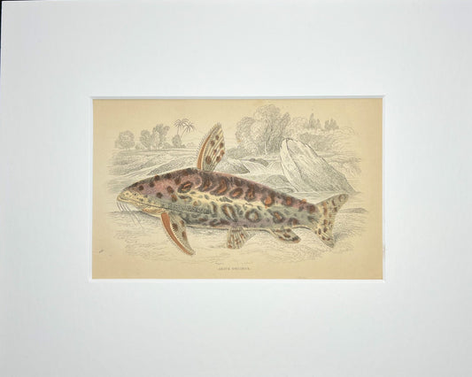 Tiger Pimelodus