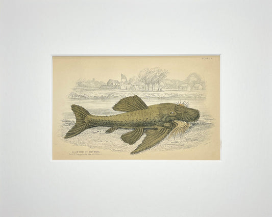 Lyre-tail Pleco