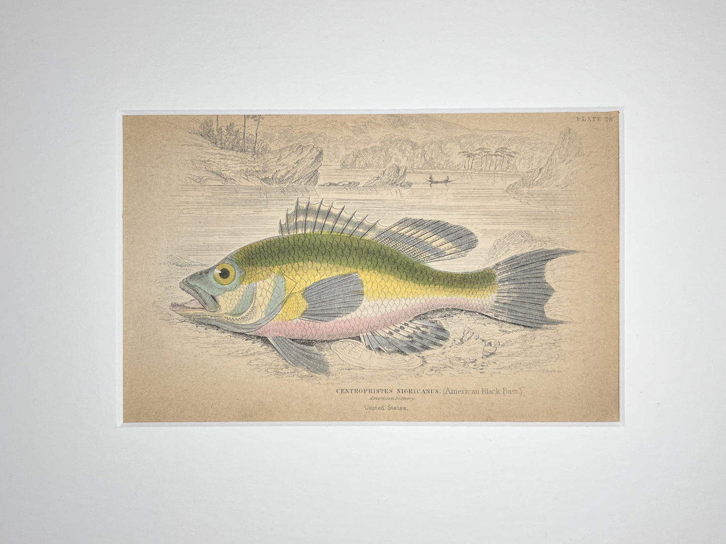 American Black Bass