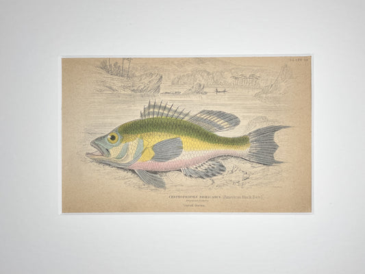 American Black Bass