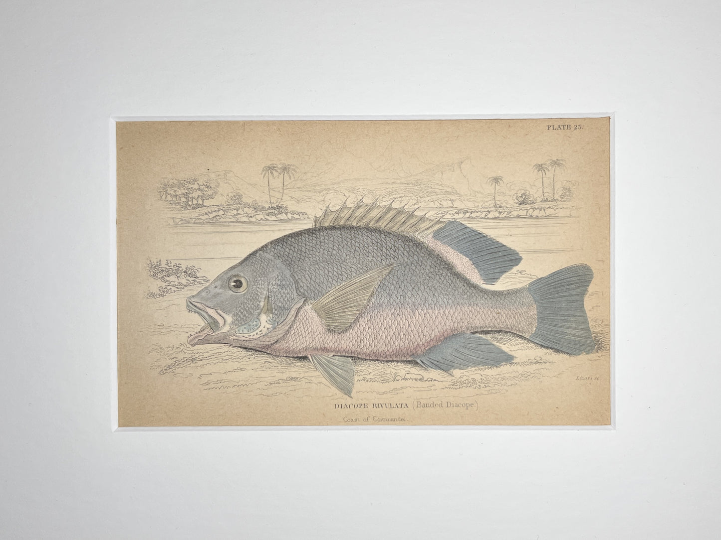 Banded Diacope