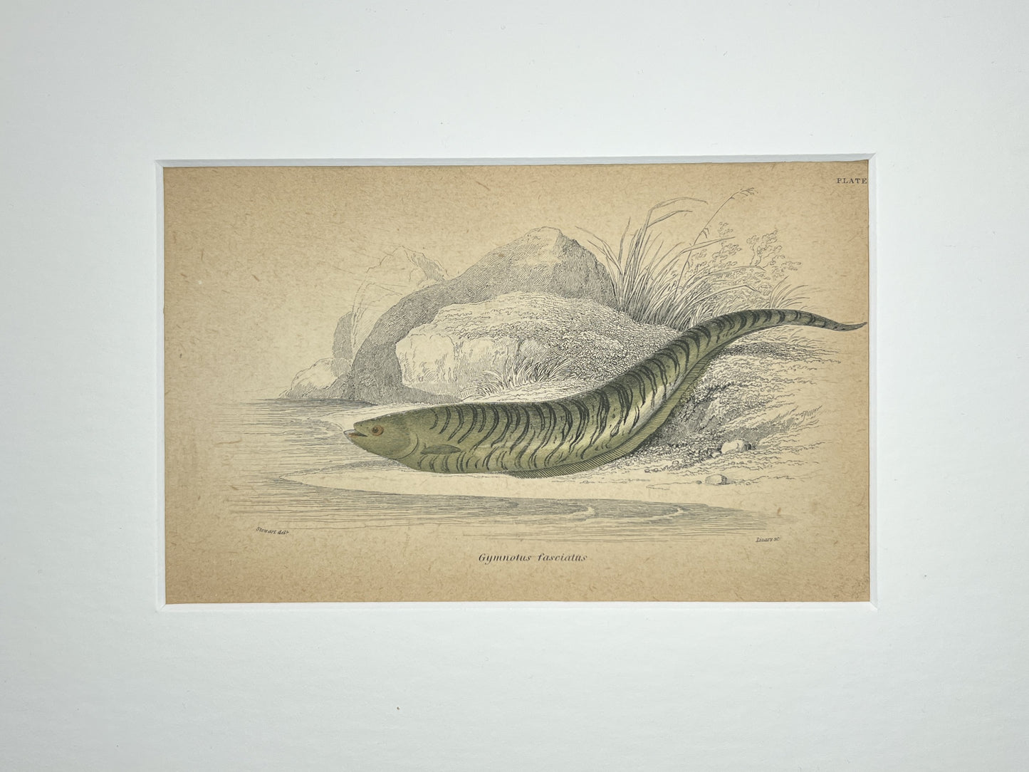 Banded Knifefish