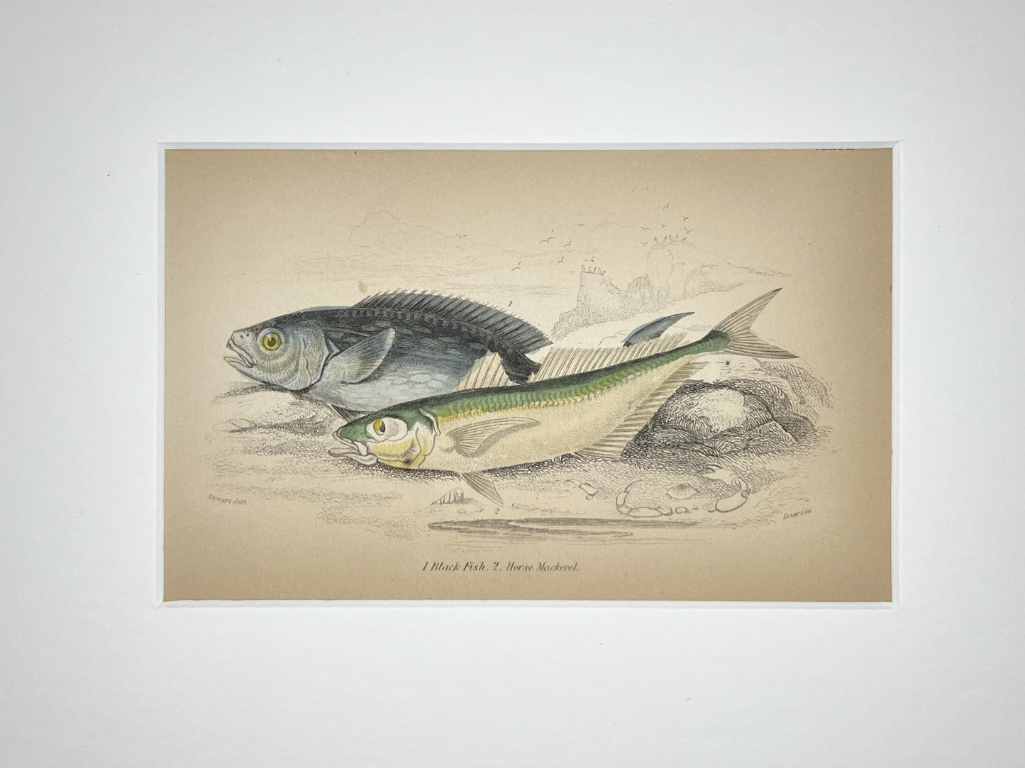 Black Fish and Horse Mackerel