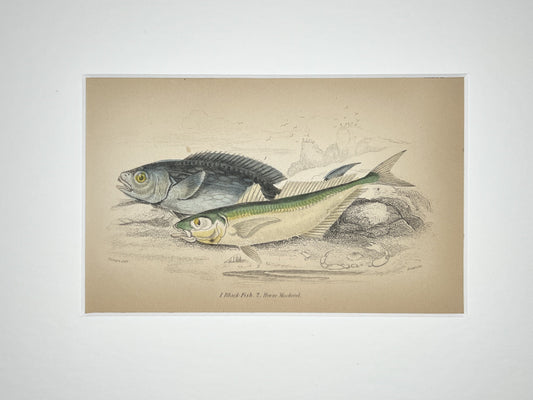 Black Fish and Horse Mackerel