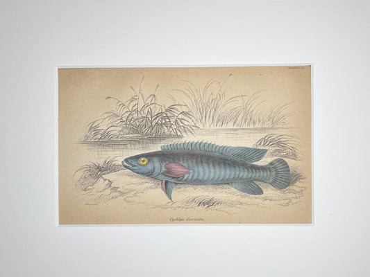 Blue Perch