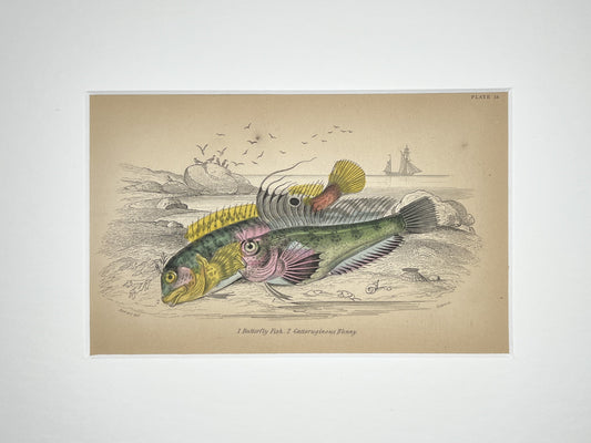 Butterfly Fish