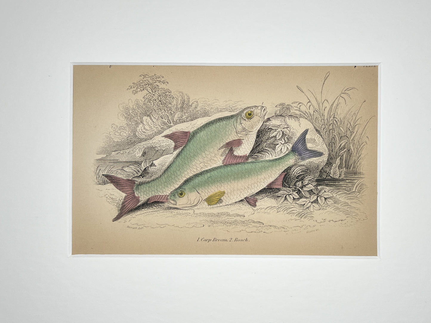 Carp Bream and Loach