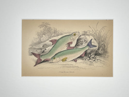 Carp Bream and Loach