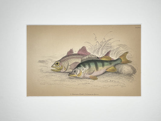 Common Perch
